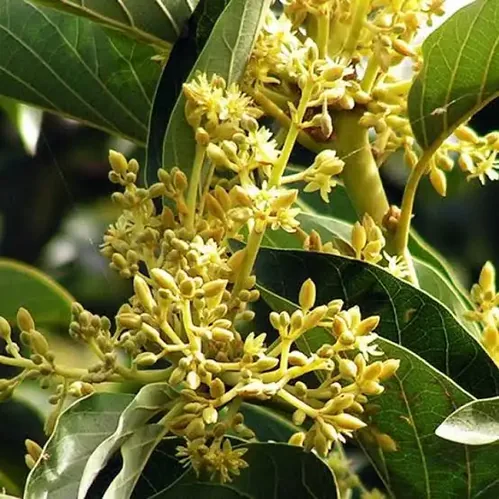 Horny Goat Weed