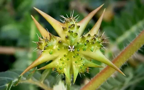 Panax Ginseng