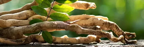 Ginkgo Biloba